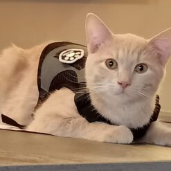 Harnais, Colliers & Laisses