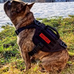 Harnais, Colliers & Laisses