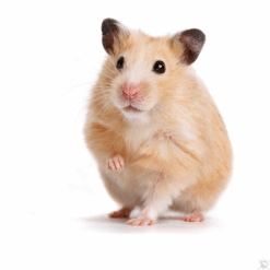 Hamster