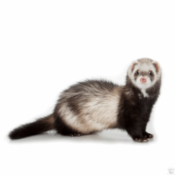 Furet