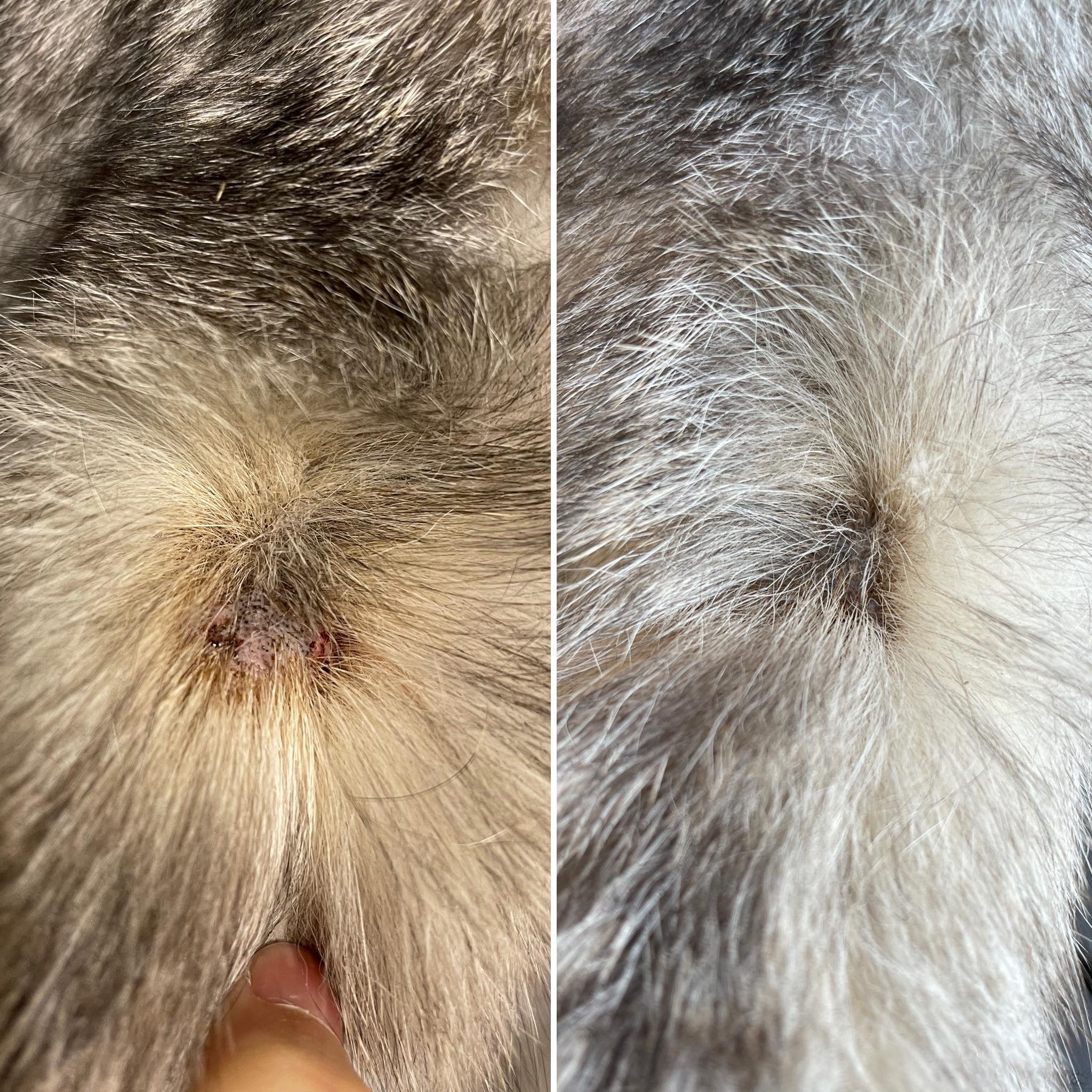 Baume Chaman – Image 3