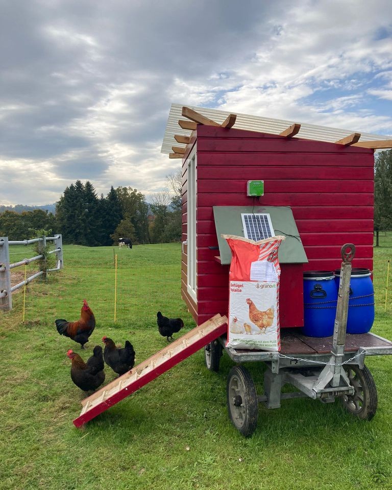 Aliment complet pour poules Golden Compact Miettes tamisées – Image 5