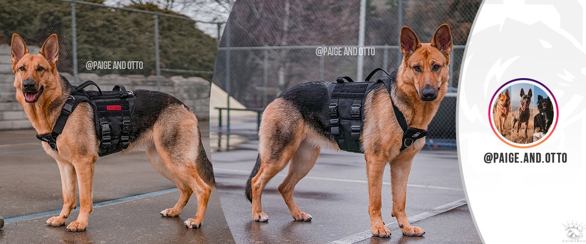 Harnais tactique OneTigris avec boucle entièrement en métal – Image 5