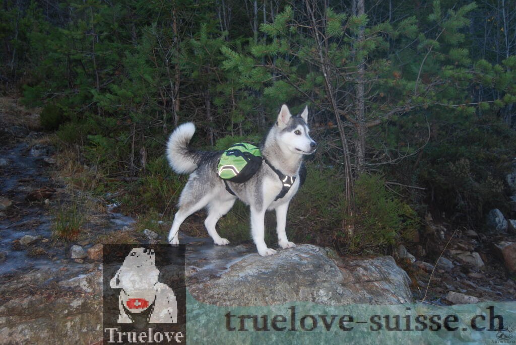 Harnais Backpack Truelove – Image 6