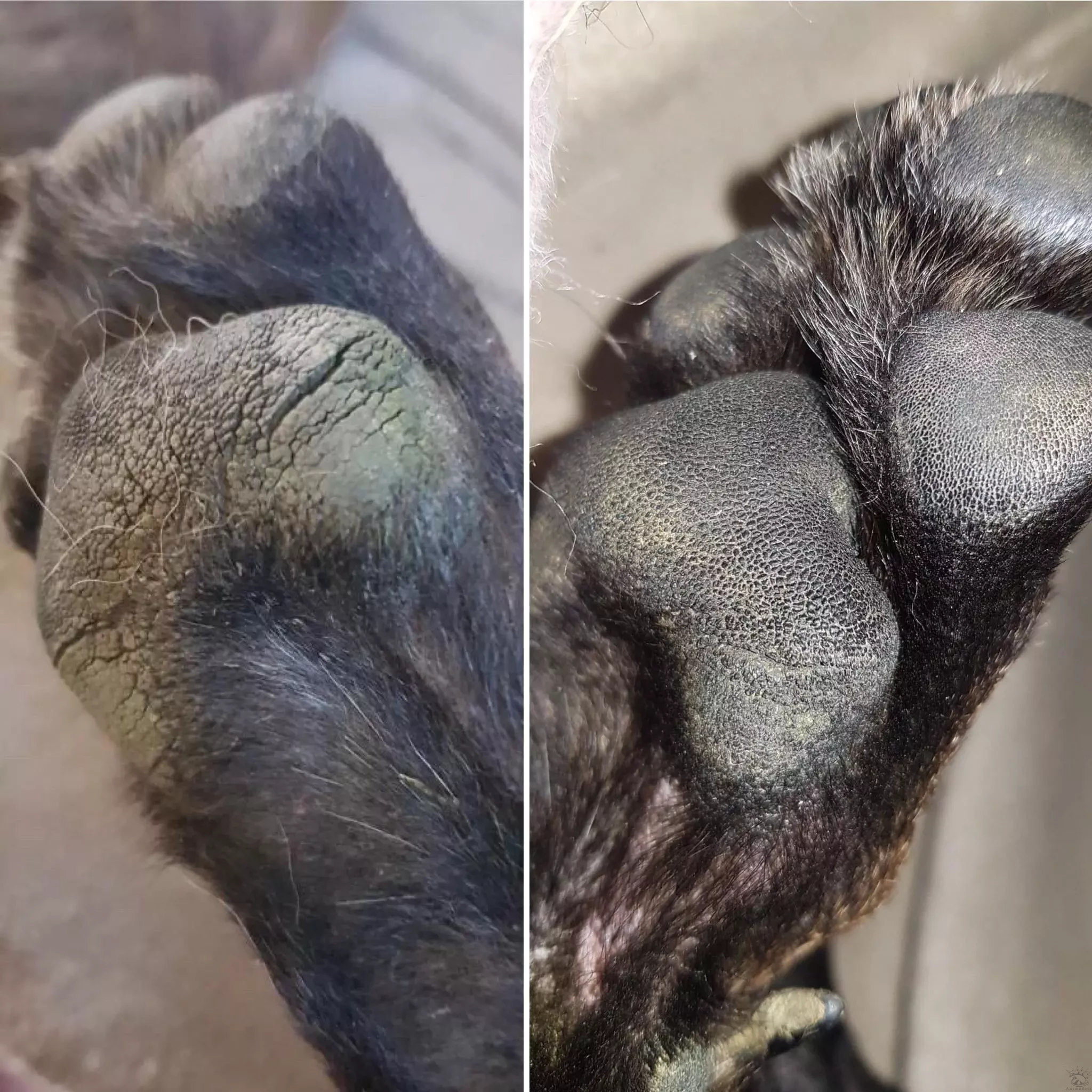 Baume Doux coussinets – Image 3