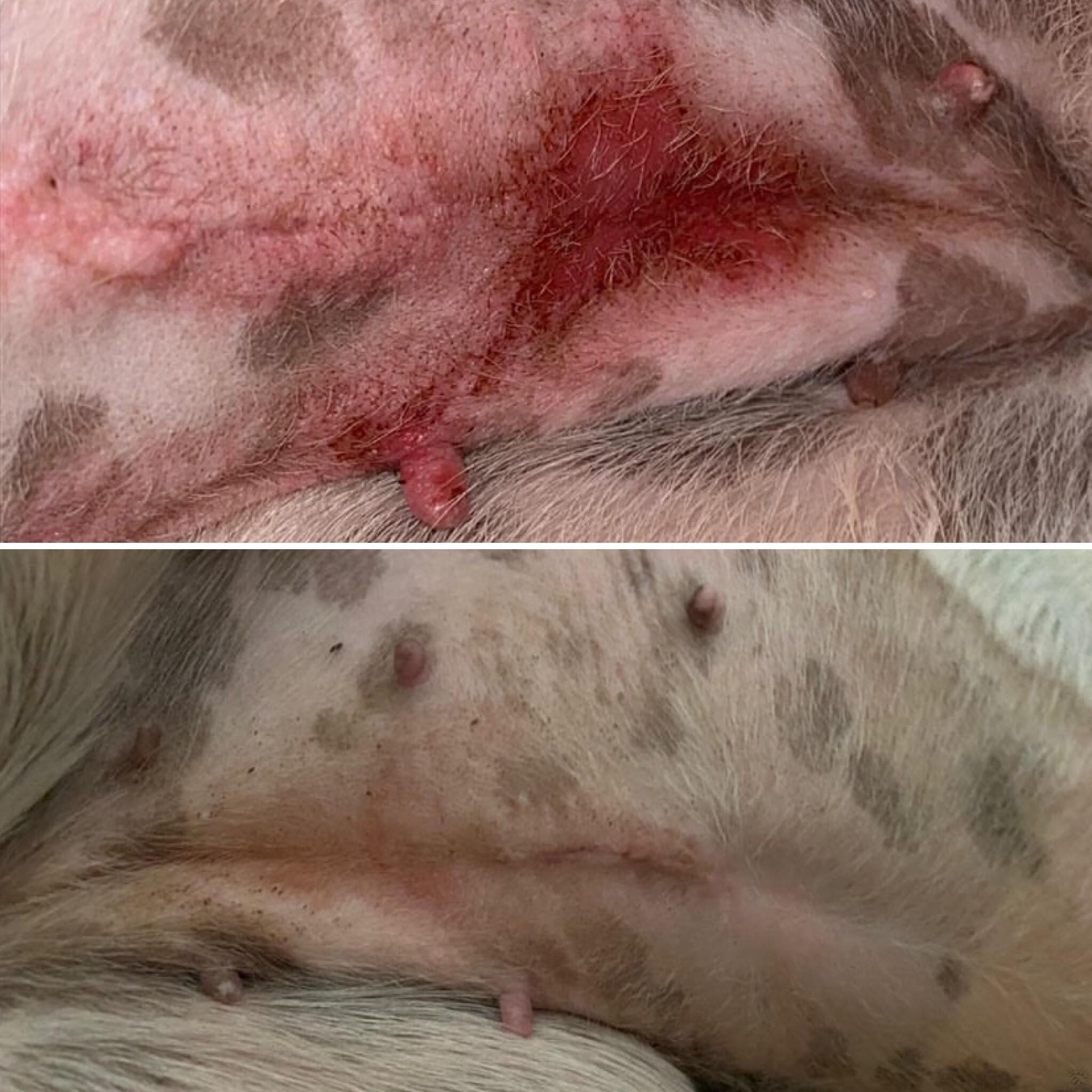 Baume Le Miraculeux – Image 2