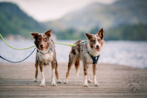 Chiens
