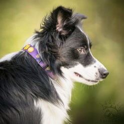 Northern Lights Collier