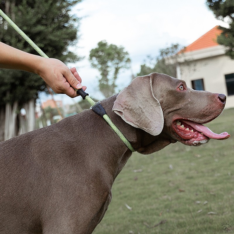 Truelove combinaison laisse et collier – Image 3