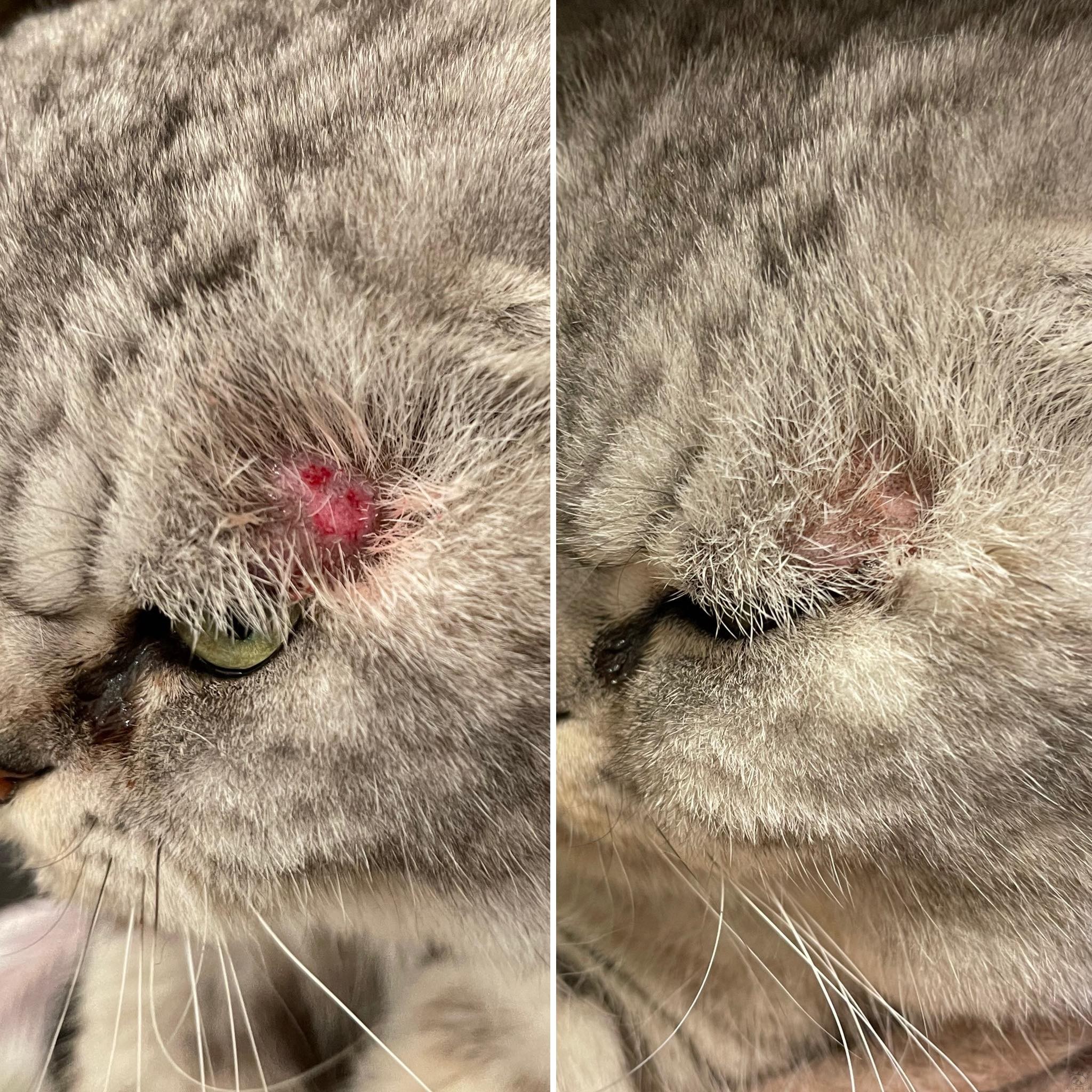 Baume Chaman – Image 2