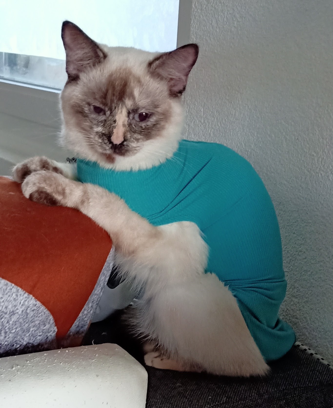 Location de body et de collerette pour chats – Image 3