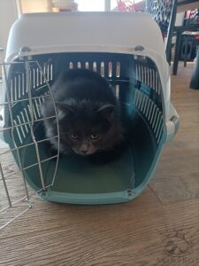 Caisse de transport en plastique recyclé