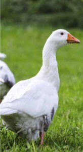 Canards et oies à l'herbe