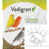 Canaris Posture & Show Vadigran