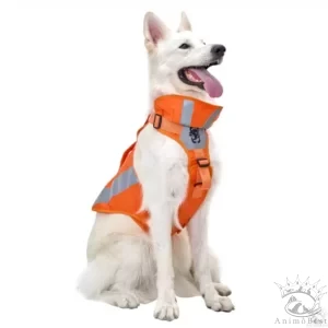 CHIP Safety Harness