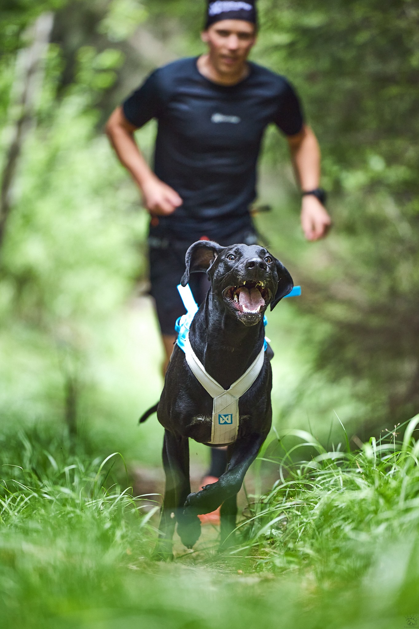 Non-stop Freemotion harness 5.0 – Image 9