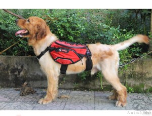 Harnais Backpack Truelove