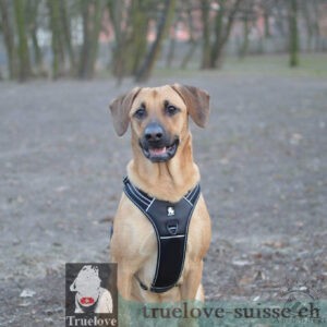 Harnais Truelove Forest