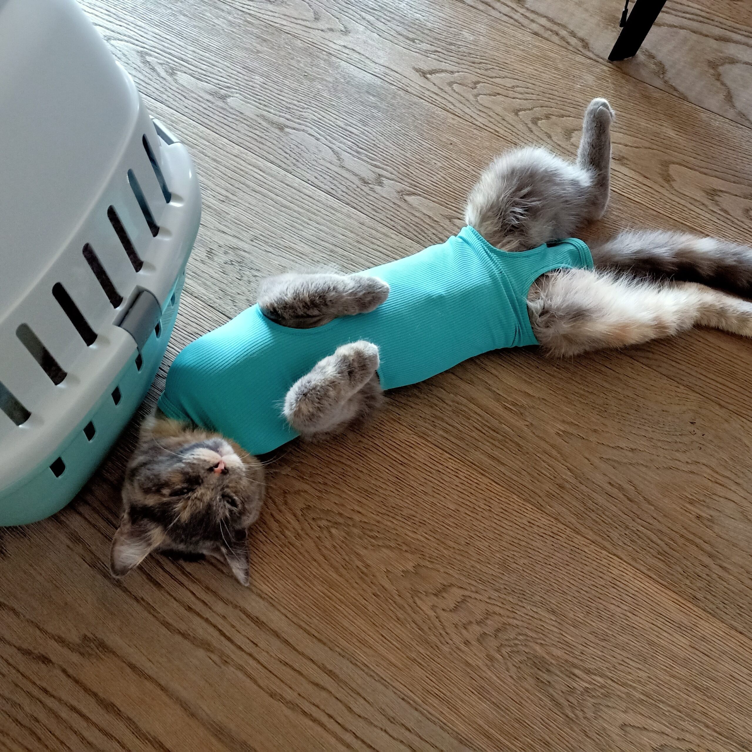 Location de body et de collerette pour chats – Image 2