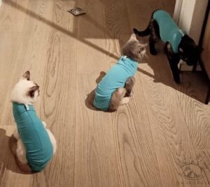 Location de body et de collerette pour chats