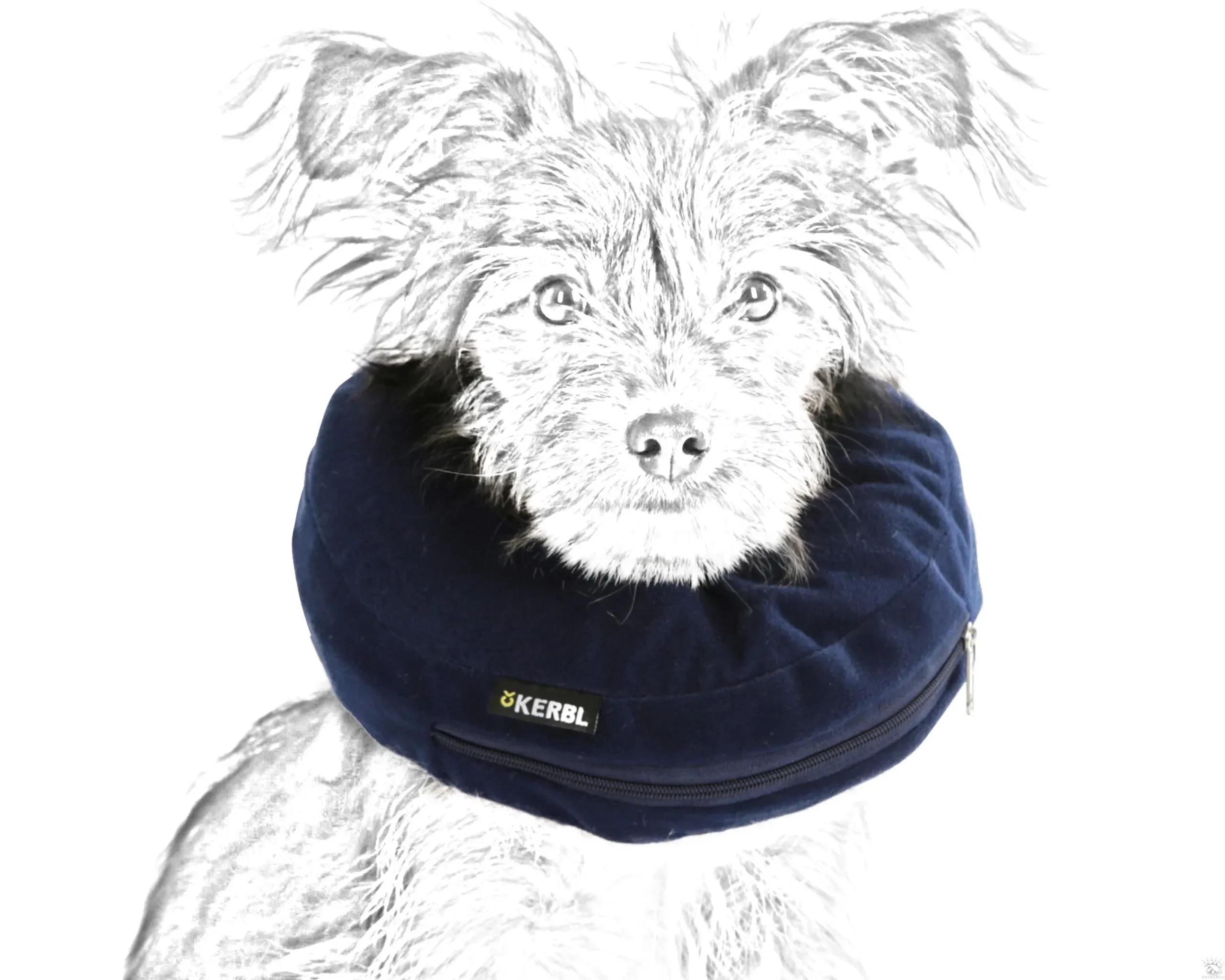 Location de collerette gonflable pour chien
