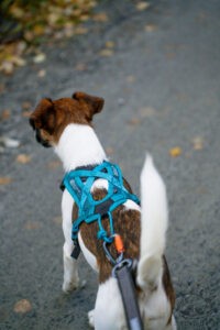 Non-stop dogwear Rush harness