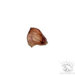 Oreille de bœuf - en VRAC