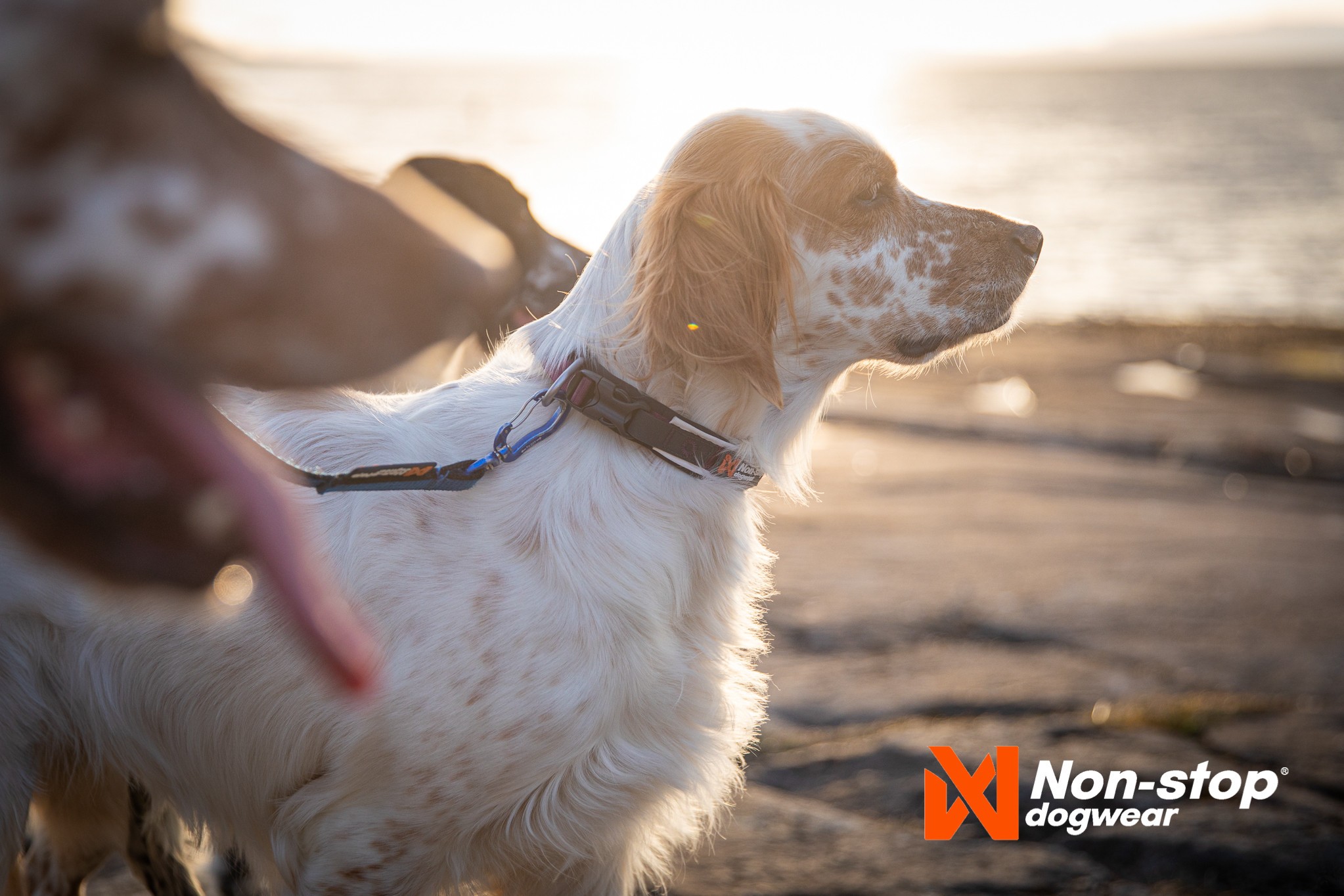 Non-stop Roam collar – Image 8