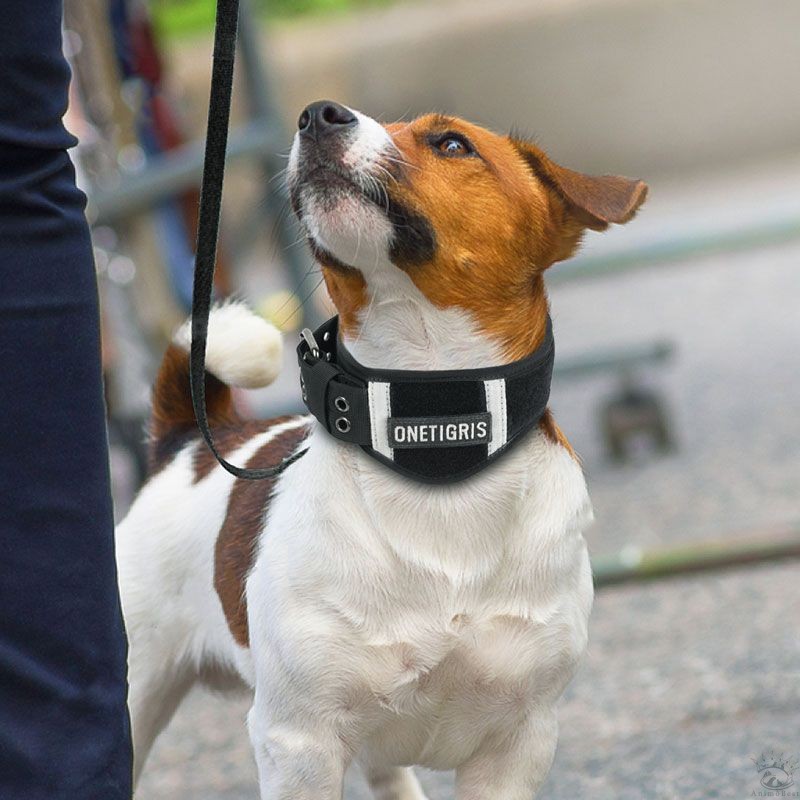 Collier pour chien en nylon rembourré – Image 2