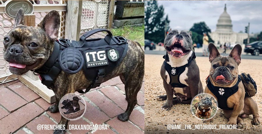 Harnais pour petit chien – Image 2