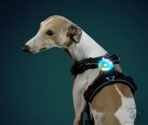 Truelove lampe Led pour harnais, laisse et collier