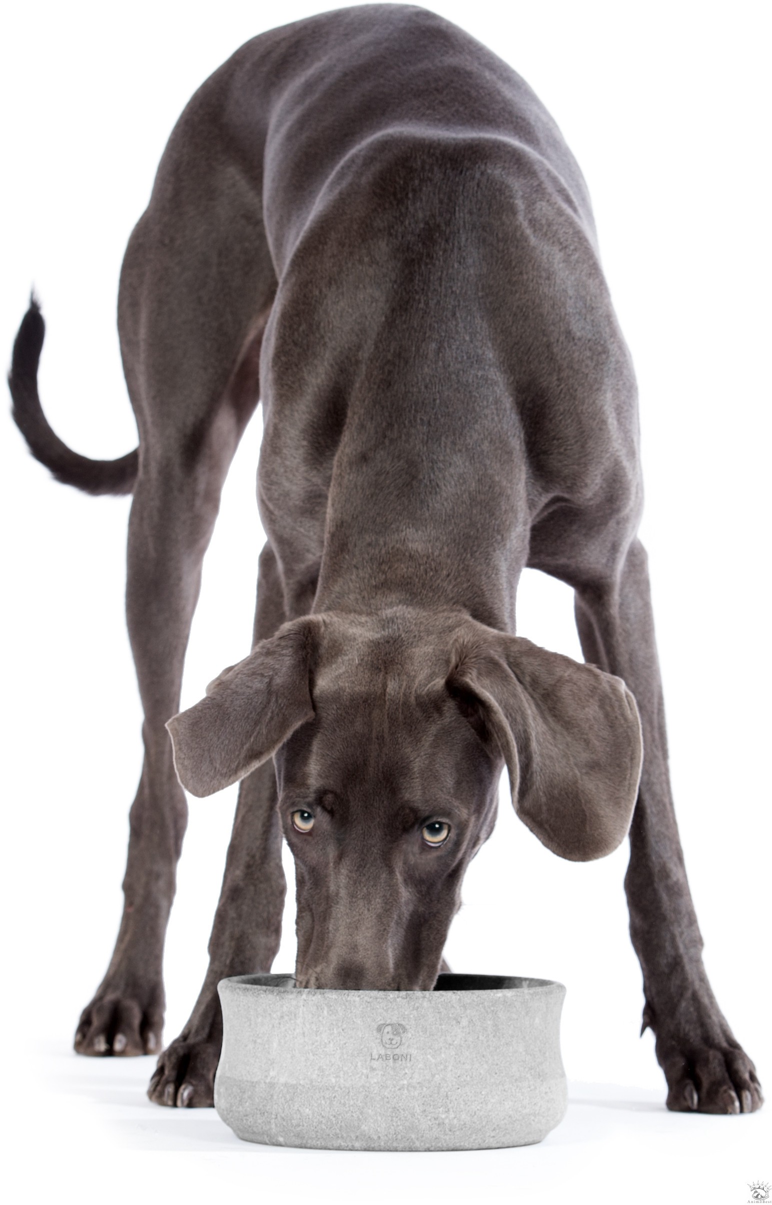 LABONI Gamelle élégante pour chiens et chats – Image 4