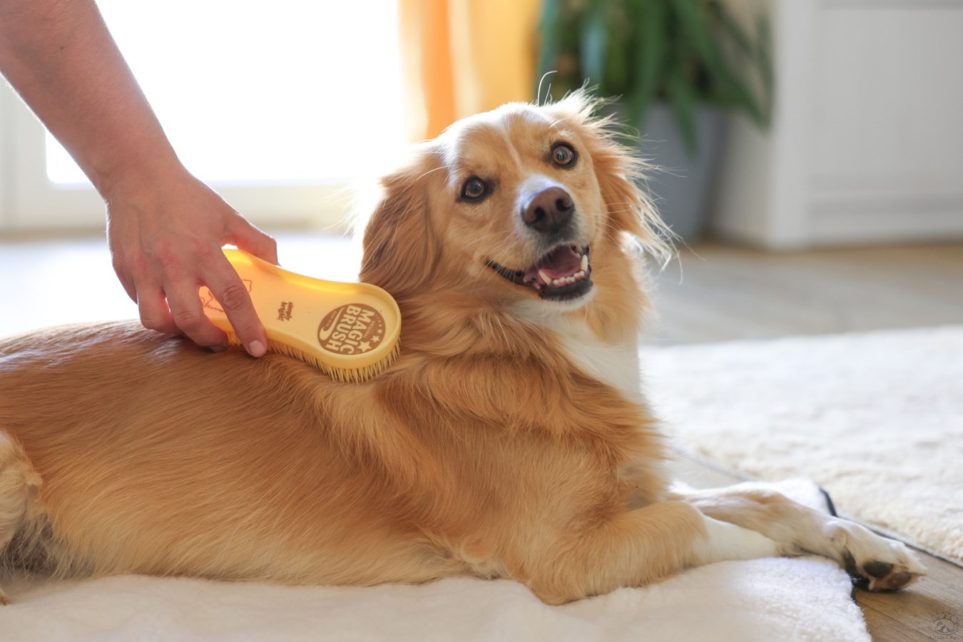 MagicBrush Dog Gold – Image 4