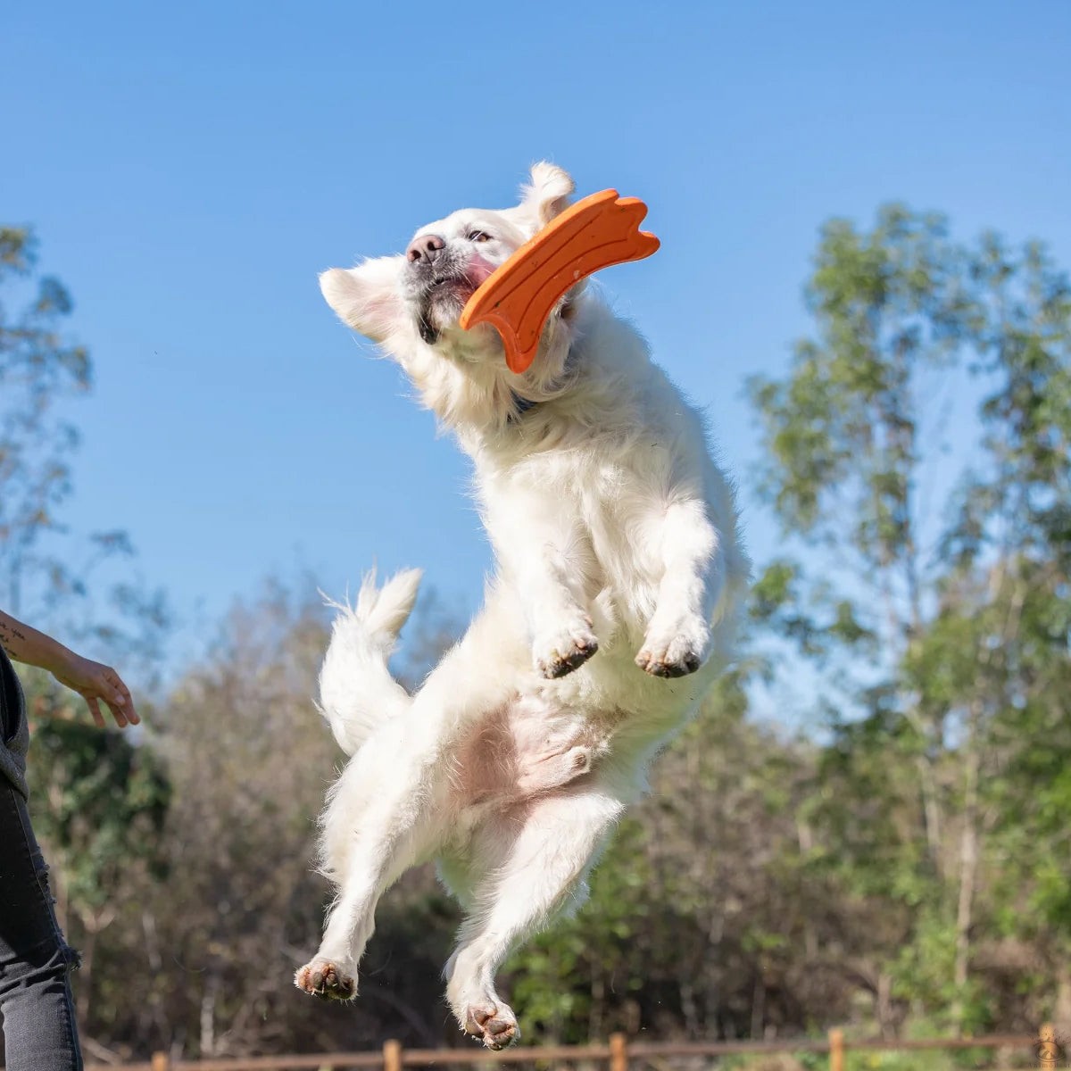 ULTRA FLYING SQUIRREL CHUCKIT! – Image 2