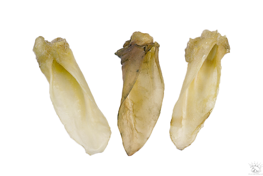 Oreilles d’agneau 150g – Image 3