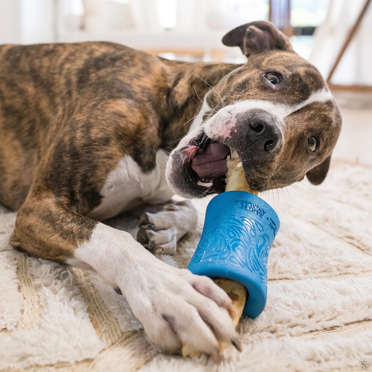 West Paw FUNNL™ : Jouet Distributeur de Friandises Durable pour Chien – Image 3