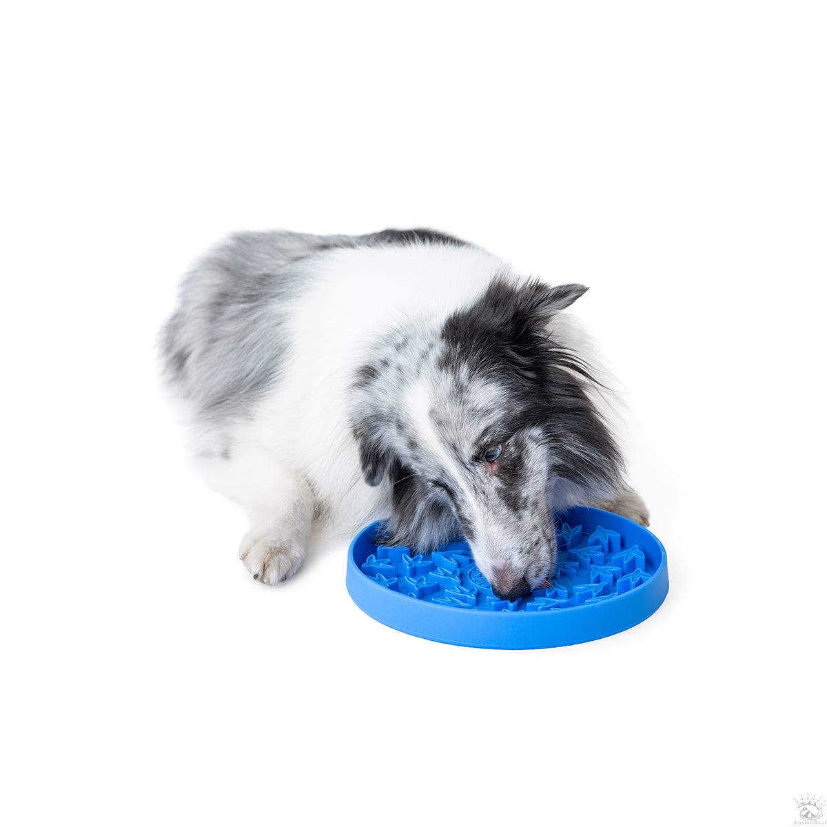 KIWI gamelle anti-glouton PAW – Image 3